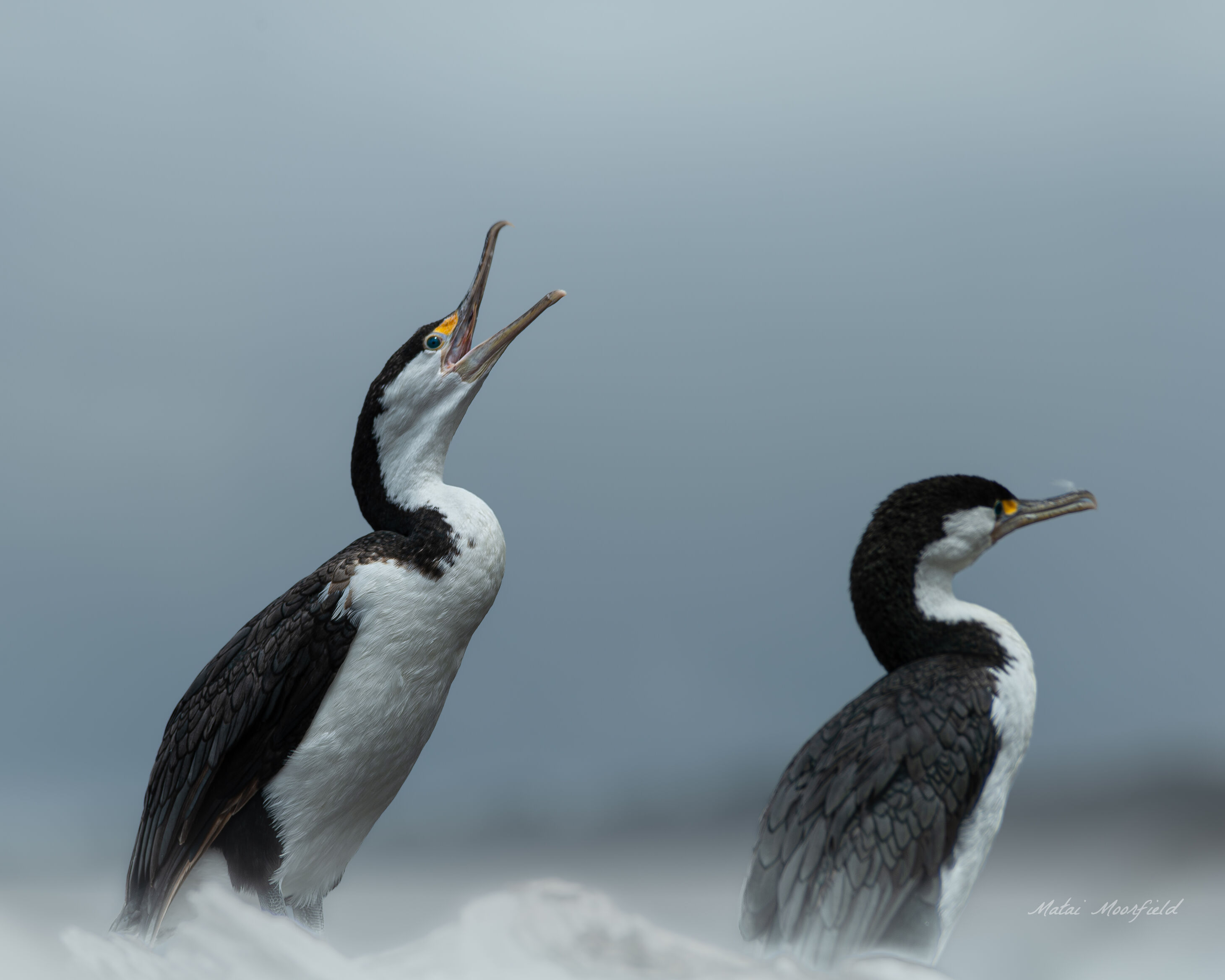 Endangered Pied Shags fighting on a branch Endangered Pied Shags fighting on a branch